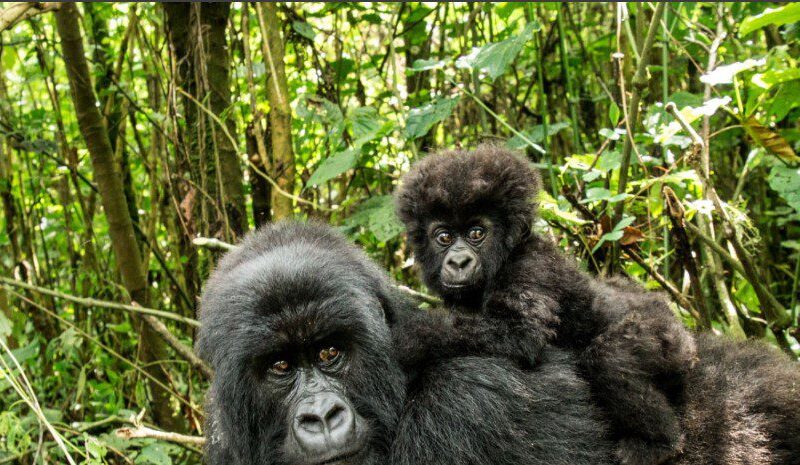 Mountain gorillas in Bwindi Impenetrable Forest and Virunga National Park