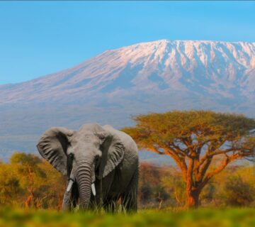 Mount Kilimanjaro rising above the clouds with rugged terrain and diverse vegetation below 