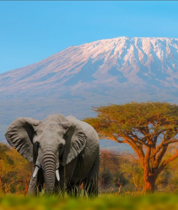 Mount Kilimanjaro rising above the clouds with rugged terrain and diverse vegetation below.