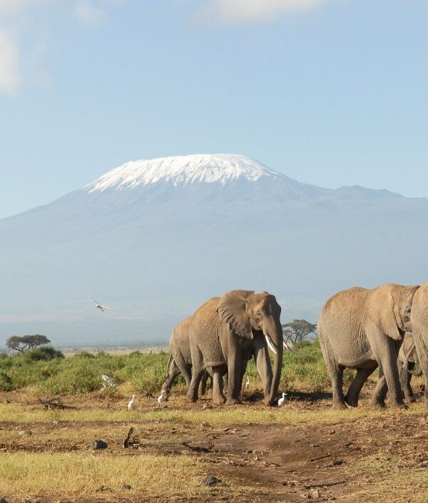 Mount Kilimanjaro with its snow capped summit 600x705