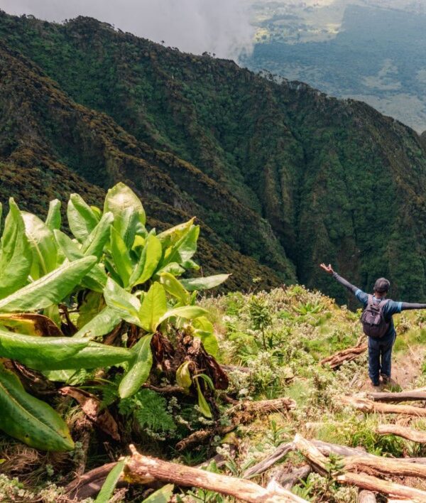 A breathtaking view of Mount Sabyinyo's jagged summit, located at the border of Uganda, Rwanda, and the DRC.