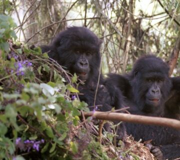 Mountain gorillas resting in the lush forests near Mount Muhabura in Rwanda’s Volcanoes National Park 