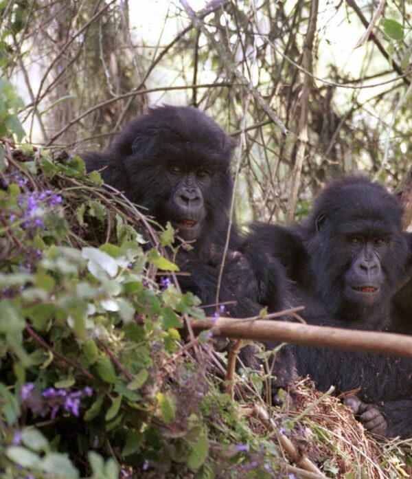 Mountain gorillas resting in the lush forests near Mount Muhabura in Rwanda’s Volcanoes National Park.