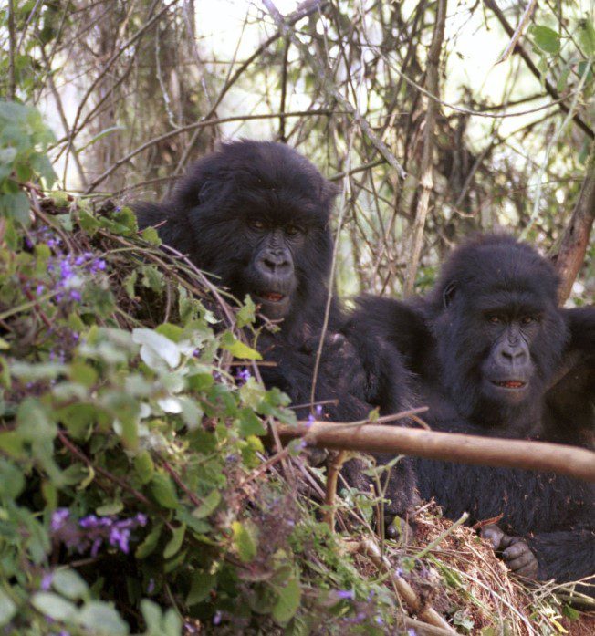 Mountain gorillas resting in the lush forests near Mount Muhabura in Rwanda’s Volcanoes National Park.