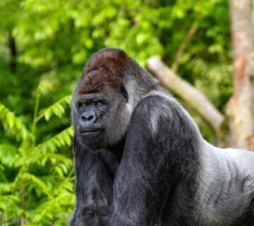 Mountain gorilla sitting peacefully in a lush green forest 