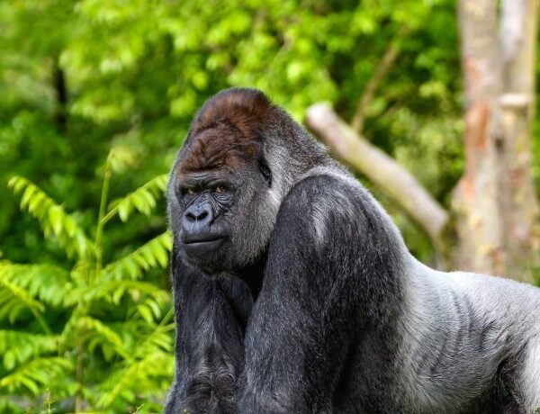 Mountain gorilla sitting peacefully in a lush green forest.