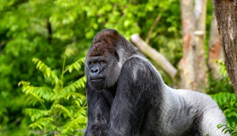 Mountain-gorilla Mountain gorilla sitting peacefully in a lush green forest.