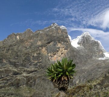 Majestic view of the Rwenzori Mountains, showcasing snow capped peaks and lush green valleys 