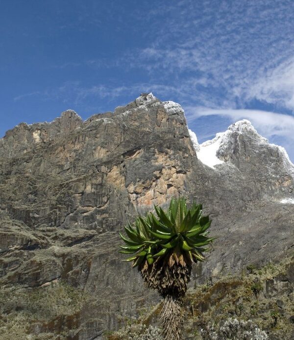 Majestic view of the Rwenzori Mountains, showcasing snow-capped peaks and lush green valleys.