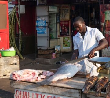 Fresh Nile Perch displayed on a market stall in Uganda, ready for sale to local customers and vendors 