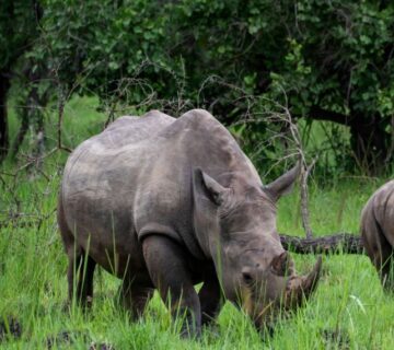 Rhino grazing peacefully in protected habitat at Ziwa, Uganda