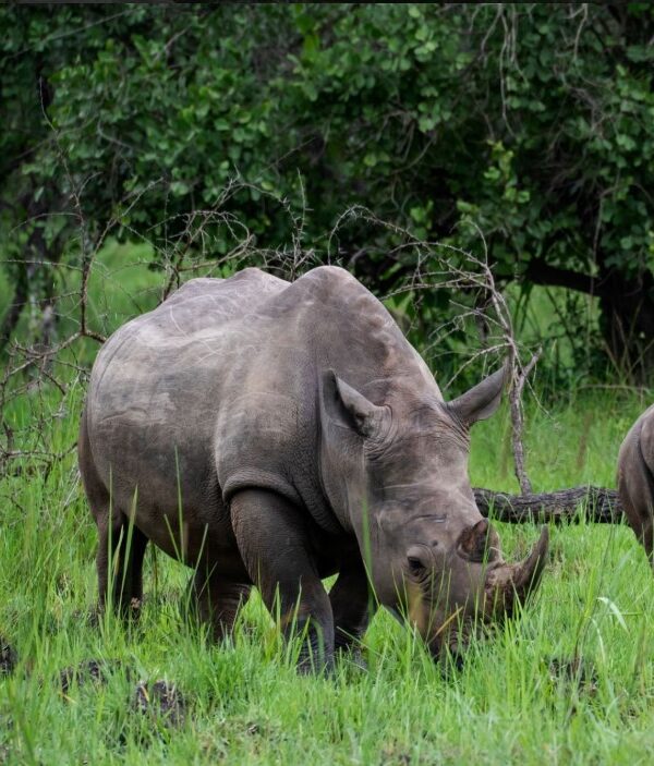 Rhino grazing peacefully in protected habitat at Ziwa, Uganda