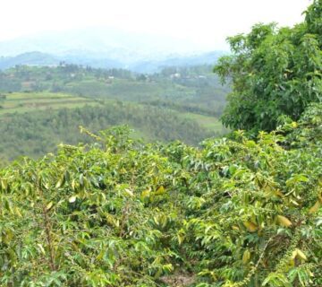 Coffee farm in Rwanda, with lush green hills and farmers harvesting ripe coffee cherries 