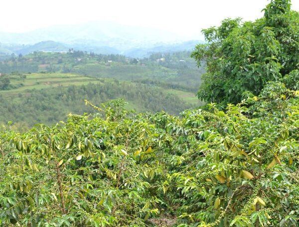 Coffee farm in Rwanda, with lush green hills and farmers harvesting ripe coffee cherries.