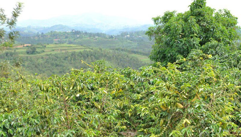 Rwanda-Coffee-Farm Coffee farm in Rwanda, with lush green hills and farmers harvesting ripe coffee cherries.