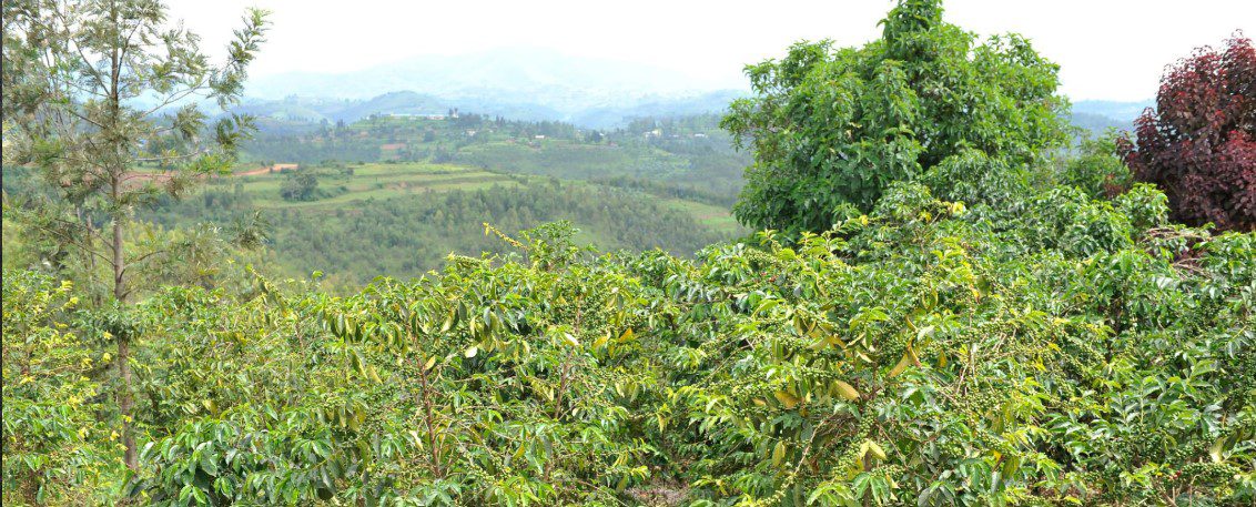 Coffee farm in Rwanda, with lush green hills and farmers harvesting ripe coffee cherries.