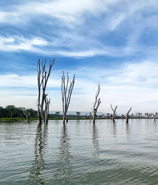 Scenic view of naivasha 600x706