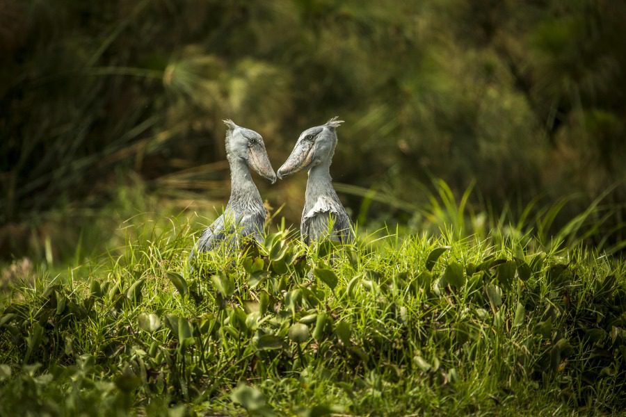 Birdwatching Group Tours in Uganda