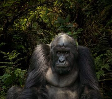 Mountain gorilla resting in a lush forest habitat