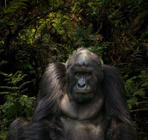 Mountain gorilla resting in a lush forest habitat