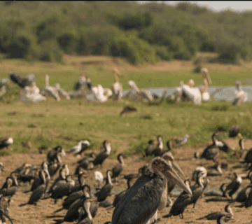 Uganda Birdwatching – Top Spots & Species