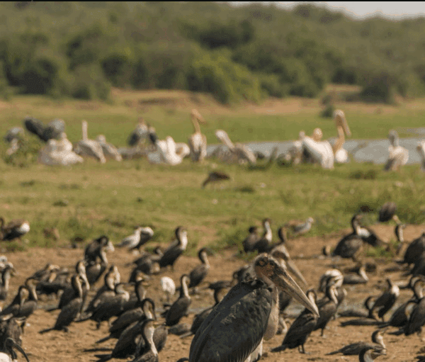 Uganda Birdwatching – Top Spots & Species