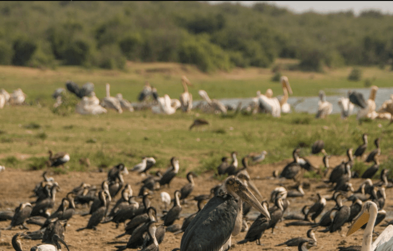 Uganda Birdwatching – Top Spots & Species