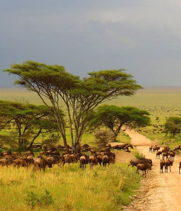 Aerial view of Serengeti National Park with vast plains and wildlife in Tanzania.