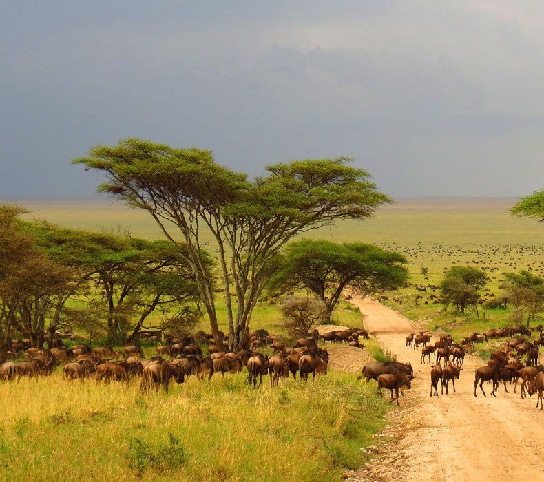 Aerial view of Serengeti National Park with vast plains and wildlife in Tanzania.