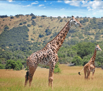 Can You Visit Akagera Park Without a Tour?