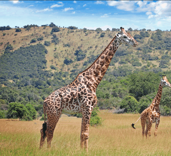 Can You Visit Akagera Park Without a Tour?