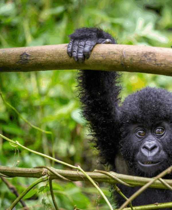 ChatGPT said: Baby gorilla playing in the wild rainforest, showcasing its playful and curious nature.