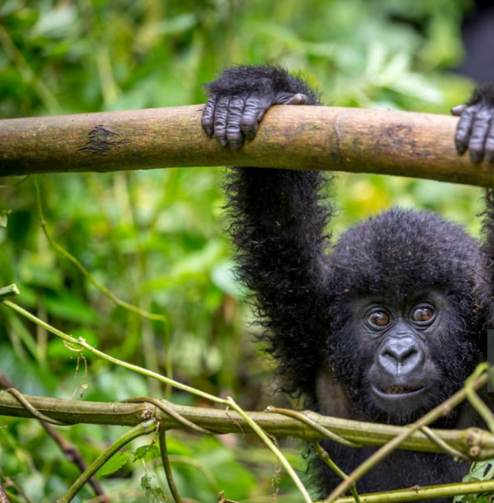 ChatGPT said: Baby gorilla playing in the wild rainforest, showcasing its playful and curious nature.