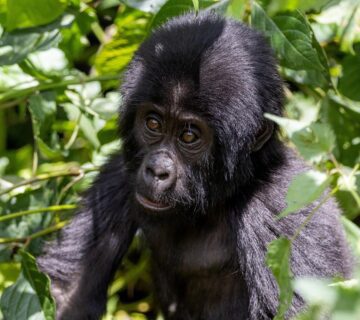 A baby gorilla playfully interacting with its family in the wild, surrounded by lush green forest 