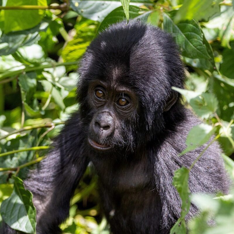 A baby gorilla playfully interacting with its family in the wild, surrounded by lush green forest.