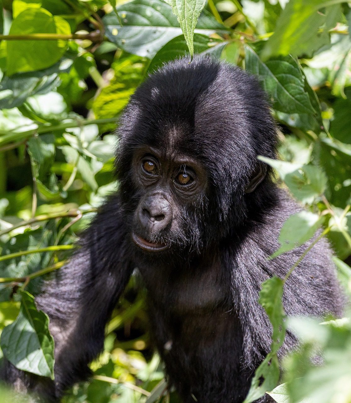 A baby gorilla playfully interacting with its family in the wild, surrounded by lush green forest.