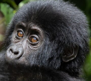 A majestic mountain gorilla in its natural rainforest habitat, showcasing strength and beauty 