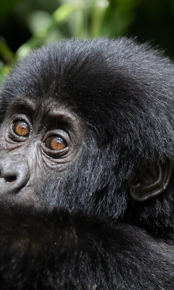 A majestic mountain gorilla in its natural rainforest habitat, showcasing strength and beauty.