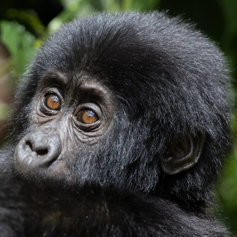 A majestic mountain gorilla in its natural rainforest habitat, showcasing strength and beauty.