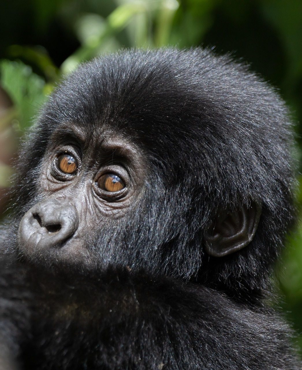 A majestic mountain gorilla in its natural rainforest habitat, showcasing strength and beauty.