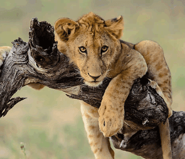 Tanzania’s Selous Game Reserve