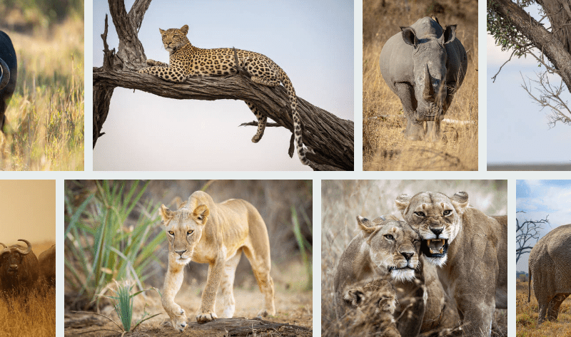 big-five-safari-animals East Africa Group Adventures