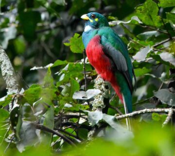 Birdwatching Group Tours in Uganda