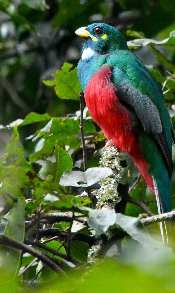 Birdwatching Group Tours in Uganda