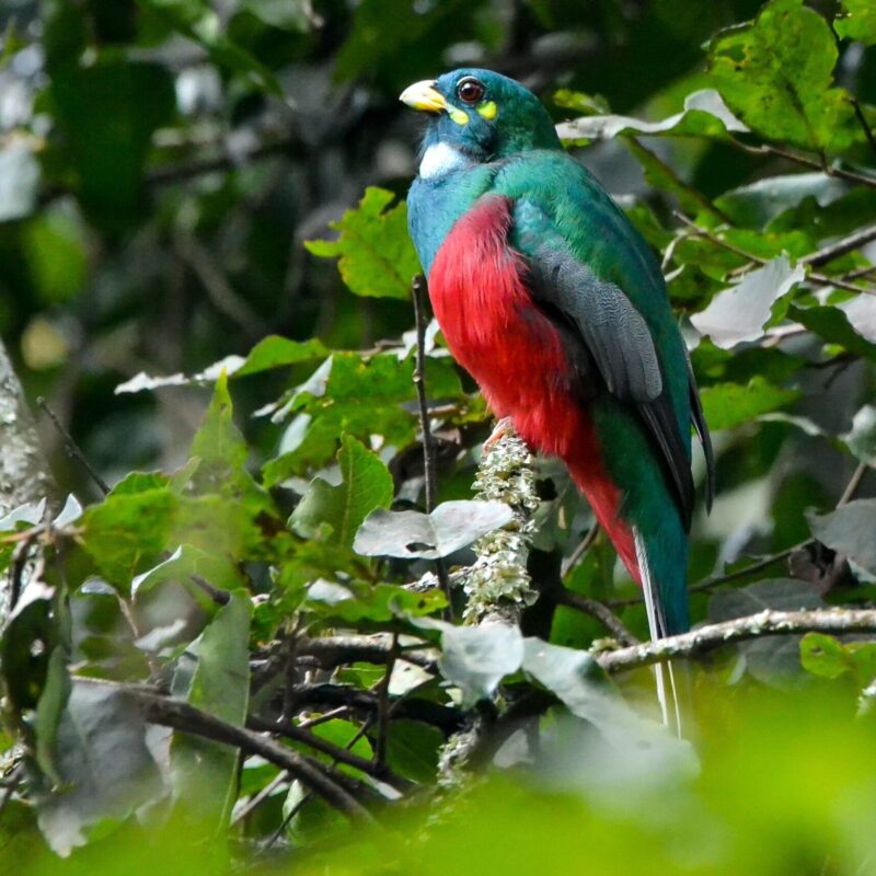 birding-in-uganda Birdwatching Group Tours in Uganda
