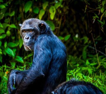 Chimpanzee in its natural habitat in Tanzania’s Gombe National Park, displaying social behavior and intelligence 