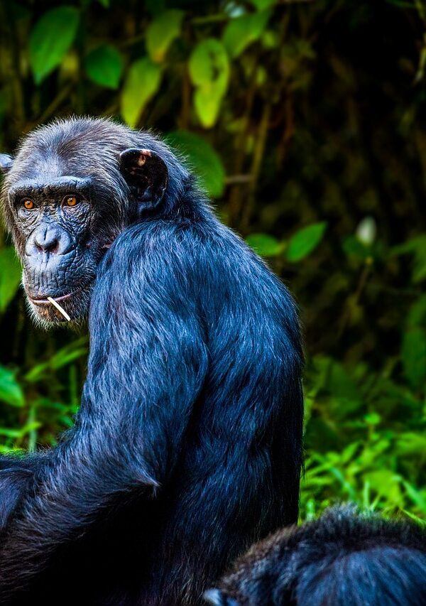 Chimpanzee in its natural habitat in Tanzania’s Gombe National Park, displaying social behavior and intelligence.
