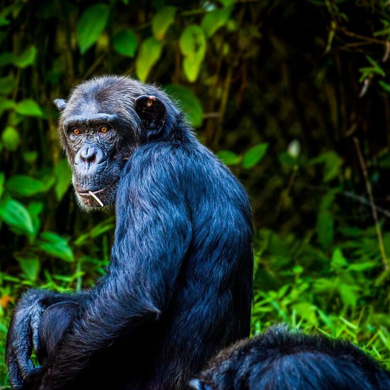 Chimpanzee in its natural habitat in Tanzania’s Gombe National Park, displaying social behavior and intelligence.