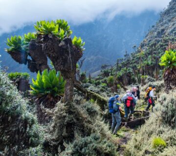 HikerS ascending the scenic trails of Mount Elgon, surrounded by lush forests and rugged terrain 