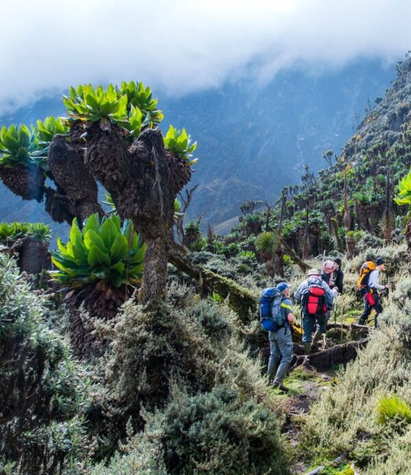 HikerS ascending the scenic trails of Mount Elgon, surrounded by lush forests and rugged terrain.